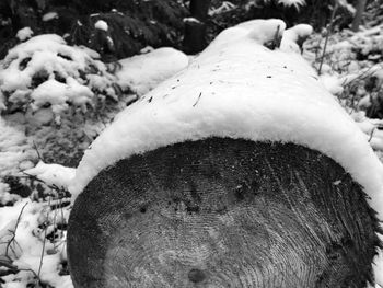 Close-up of snow covered tree