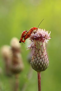 Close-up of bee pollinating flower