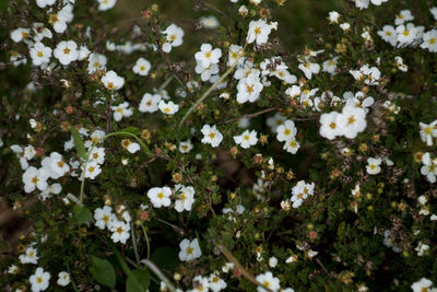 White flowers blooming on plant