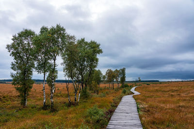 Moorland landscape of the high fens in autumn, belgium.