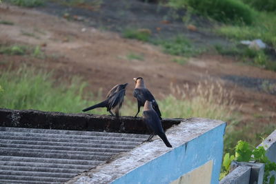 Birds perching on railing