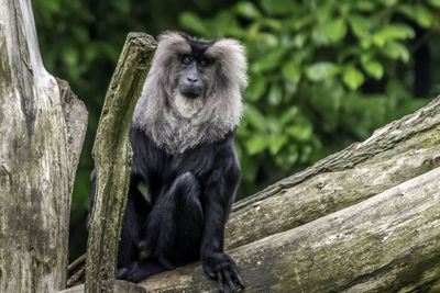 Portrait of monkey sitting on tree in zoo