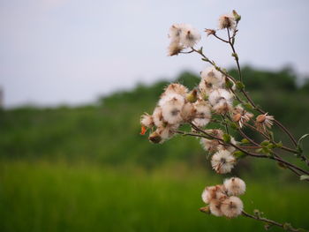 Close-up of white flowering plant on field against sky