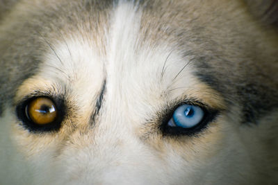 Close-up portrait of dog