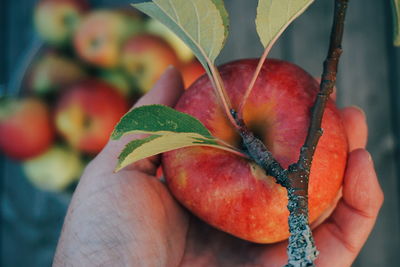 Cropped hand holding apple in orchard