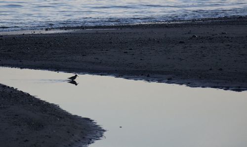 Scenic view of beach by sea