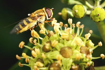 Close-up of bee on flower