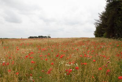 Red poppy flowers on field against sky