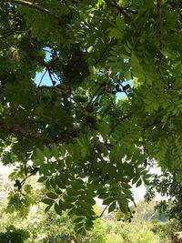 Low angle view of tree against sky