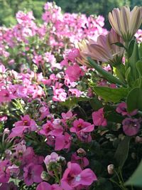 Close-up of pink flowers