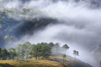 Tree growing amidst cloudscape