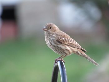 Close-up of bird perching on metal