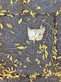 High angle view of autumn leaves fallen on ground