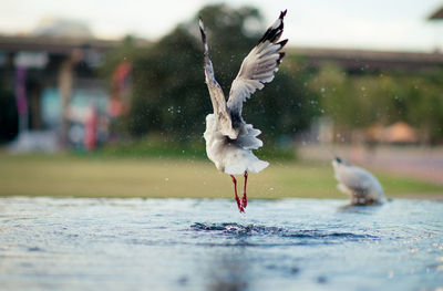 Seagull flying by pond