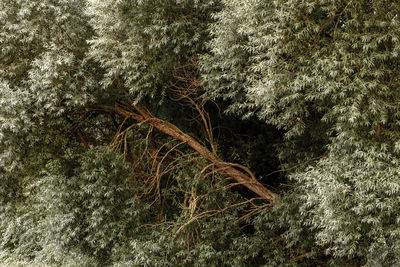 Trees in forest