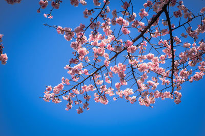 Low angle view of cherry blossom tree against blue sky