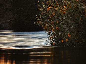 Reflection of trees in water