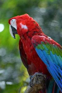 Close-up of parrot perching on tree