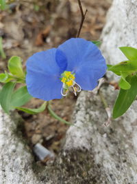 Close-up of purple flower blooming outdoors