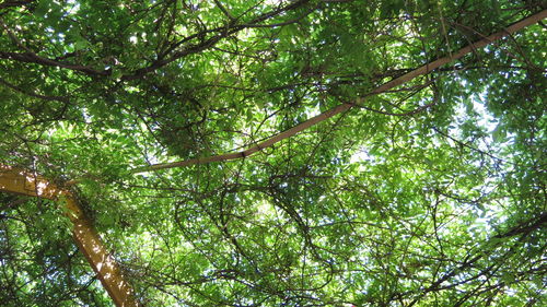 Low angle view of trees in forest