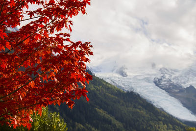 Scenic view of autumnal tree against sky