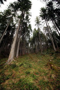 Low angle view of trees in forest