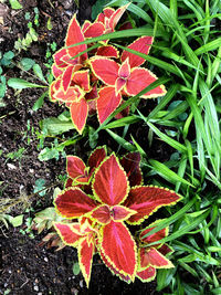 High angle view of red flowering plant on field