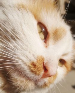 Close-up portrait of cat