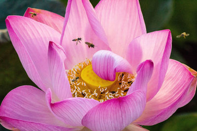 Detail of pink flower