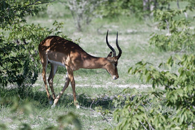 Deer in a forest