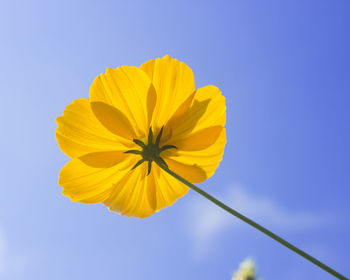 Low angle view of yellow flowering plant against clear blue sky