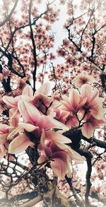 Close-up of pink cherry blossoms in spring