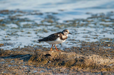 Close-up of bird perching on beach