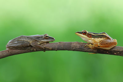 Close-up of lizard on branch