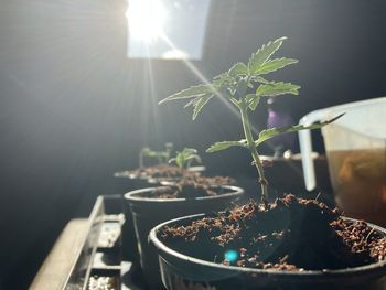 Little baby plants