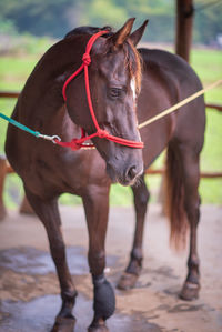 Horse standing in ranch