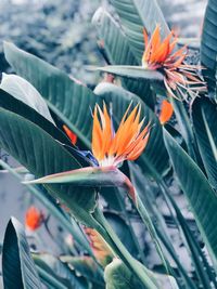 Close-up of orange flowering plant