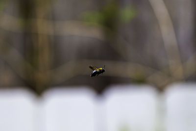 Close-up of bird flying