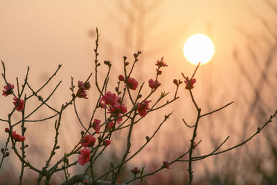 Low angle view of flowering plants against sky during sunset