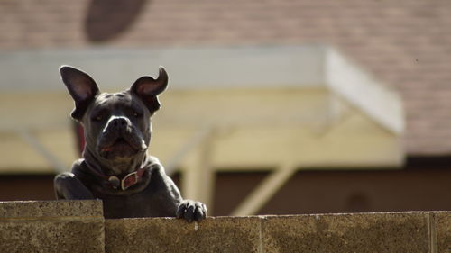 Close-up of dog behind fence