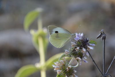 Close-up of butterfly on flower