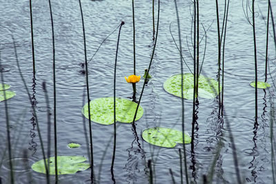 Close-up of plants floating on lake