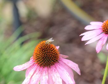 Close-up of butterfly on pink flower