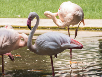 Greater flamingo in a lake