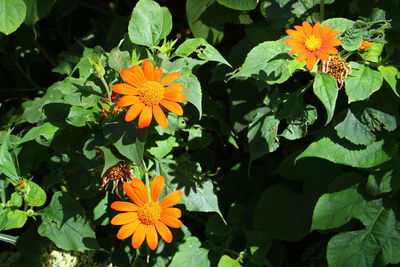 Close-up of flowers blooming outdoors