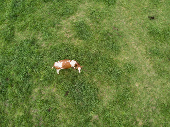 High angle view of cow grazing on field