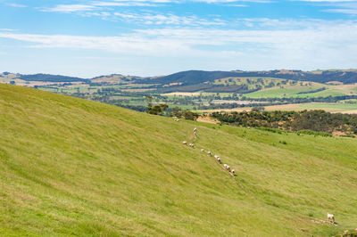 Sheep flock picturesque rural landscape, agriculture background