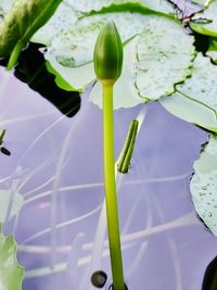 Close-up of fresh flower with water drops on plant