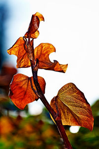 Close-up of dry maple leaf during autumn