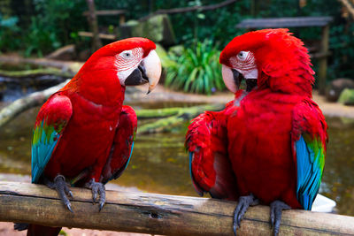 Close-up of parrot perching on wood